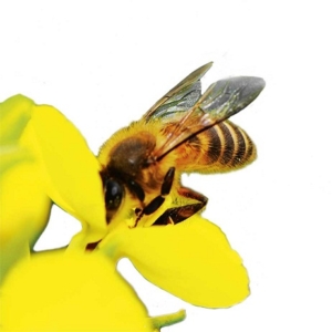 Cire d'abeilles